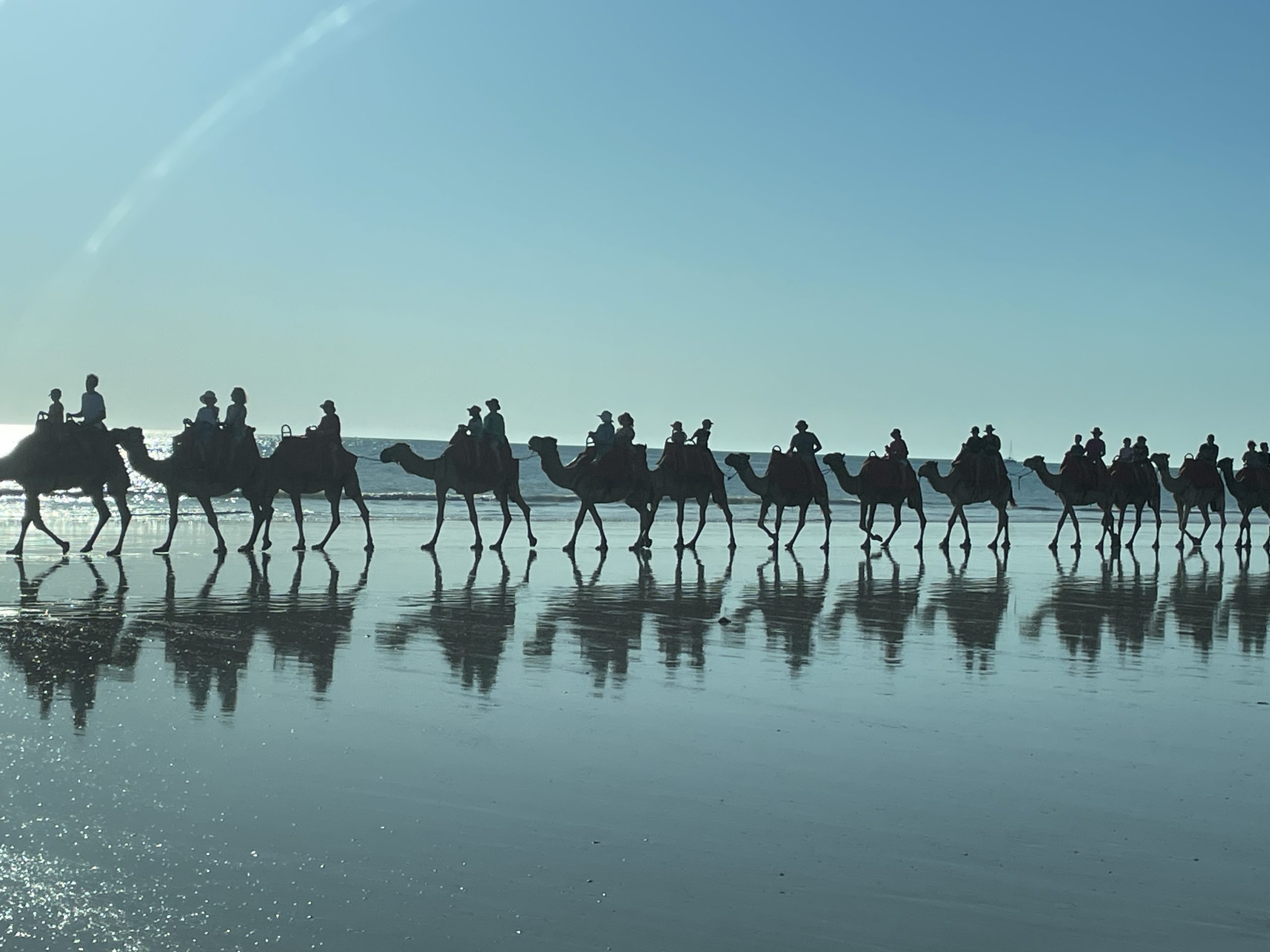 Cable beach Camels